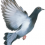 Pigeon PNG Transparent Image HD Vector (86)