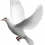 Flying Pigeon PNG Bird PNG Transparent Image HD Vector (74)