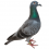 Pigeon PNG Transparent Image HD Vector (74)