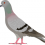 Pigeon PNG Transparent Image HD Vector (75)