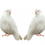 couple two Pigeons White PNG Transparent Image HD Vector (7)