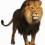 African Lion PNG HD