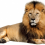 Sitting Lion Vector HD PNG
