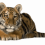 Sitting Tiger PNG - Cheetah (1)