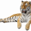 Sitting Tiger PNG - Cheetah (4)