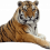 Sitting Tiger PNG - Cheetah (10)