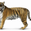 Standing Tiger PNG - Cheetah (7)