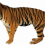 Standing Tiger PNG - Cheetah (11)