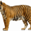 Standing Tiger PNG - Cheetah (15)