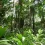 Amazon Rainforest HD Wallpapers