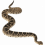 Anaconda Snake PNG - Transparent Image