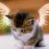 Angel Cat Wallpapers Full HD Download Background
