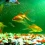 Aquarium HD Wallpapers Nature Wallpaper Full