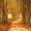 Autumn autumn colours brown countryside forest CB Picsart Editing Background Full HD