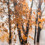Autumn season yellow colour leaf tree CB Picsart Editing Background Full HD