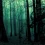 Black Forest HD Wallpapers