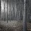 Black Forest HD Wallpapers Nature Wallpaper Full