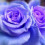 Blue Rose Wallpaper Full HD Image