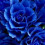 Blue Rose Wallpaper Full HD Image