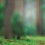 Forest Blur CB Background Editing for picsart (Blurred)