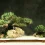 Bonsai Tree HD Wallpapers Nature Wallpaper Full