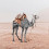 Camel Editing Background - PicsArt