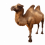 Camel PNG - Transparent Image