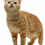 Pussy Cat PNG Transparent Image