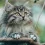 Cute Cat Wallpaper Image Photo Picture HD Background