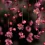 Cherry Blossoms HD Wallpapers Nature Wallpaper Full