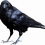 Crow Transparent Bird PNG