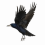 Flying Crow PNG - Bird Transparent Image