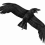 Flying Crow PNG - Bird Transparent Image