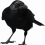 Sitting Crow PNG - Transparent Image
