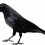 Sitting Crow PNG - Transparent Image
