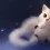 Cute Cartoon Cat Desktop Wallpapers Full HD Beautiful Wallpaper