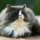 Cute Fluffy Cats Wallpapers Full HD Cat Wallpaper