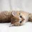 Cute Fluffy Cats Wallpapers Full HD Cat Download Background