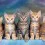 Cute Fluffy Cats Wallpapers Full HD Cat 4k Background