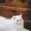 Cute Fluffy Cats Wallpapers Full HD Cat Download Wallpaper