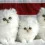 Cute Fluffy Cats Wallpapers Full HD Cat Wallpaper Images