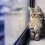 Cute Fluffy Cats Wallpapers Full HD Cat Latest Wallpaper