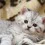 Cute Fluffy Cats Wallpapers Full HD Cat Free wallpaper