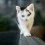 Cute Fluffy Cats Wallpapers Full HD Wallpaper