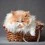 Cute Fluffy Cats Wallpapers Full HD Cat Ultra wallpaper