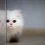 Cute Fluffy Cats Wallpapers Full HD Free