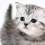 Cute Fluffy Cats Wallpapers Full HD Cat New Wallpaper
