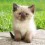 Cute Fluffy Cats Wallpapers Full HD Cat Wallpaper Photo
