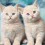 Cute Fluffy Cats Wallpapers Full HD Cat 4k Background