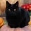 Cute Halloween Cats Wallpapers Full HD Cat Download Wallpaper